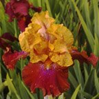 Cajun Queen - fragrant tall bearded Iris