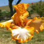 Cajun Rhythm - reblooming tall bearded Iris