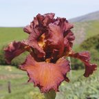 Cajun Spices - tall bearded Iris