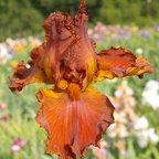 Caliph - tall bearded Iris