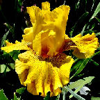 Calizona Gold - tall bearded Iris