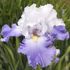 Calm Stream - fragrant tall bearded Iris