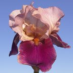 Camelot Rose - tall bearded Iris
