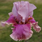 Cameo Wine - reblooming tall bearded Iris