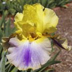 Can Can Dancer - reblooming tall bearded Iris