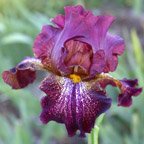 Can Can Red - tall bearded Iris