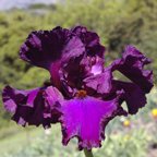 Candy Apple Classic - tall bearded Iris