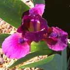 Candy Apple - SDB Standard Dwarf Bearded