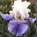 Capitol Debut - tall bearded Iris