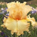 Capricious Candles - tall bearded Iris