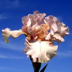 Capricorn Cooler - tall bearded Iris