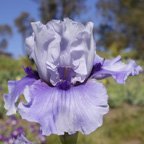 Captain Hook - fragrant tall bearded Iris