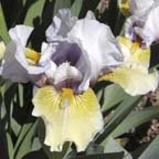 Captain Indigo - fragrant Intermediate bearded Iris