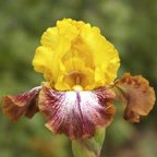 Caramba - tall bearded Iris