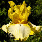 Caribbean Ahoy - tall bearded Iris