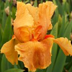 Carmen X - tall bearded Iris