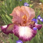 Carnival Song - reblooming tall bearded Iris