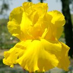 Carolina Gold - tall bearded Iris