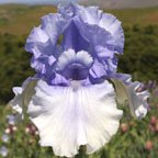 Cascade Springs - tall bearded Iris