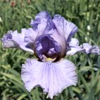 Catch A Wave - fragrant tall bearded Iris