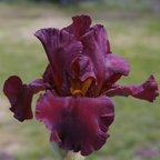 Cayenne Pepper - reblooming tall bearded Iris