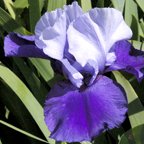 Cee Cee - reblooming tall bearded Iris