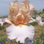 Celebration Song - reblooming tall bearded Iris