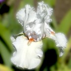 Celestial Flame - tall bearded Iris