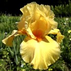 Celtic Harp - tall bearded Iris