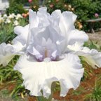 Celtic Skies - fragrant tall bearded Iris