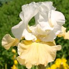 Champagne Elegance - reblooming tall bearded Iris