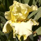 Champagne Moments - tall bearded Iris