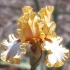 Champagne Waltz - reblooming tall bearded Iris