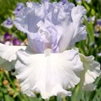 Champagne and Caviar - fragrant tall bearded Iris