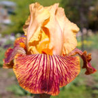 Champion Bloodlines - tall bearded Iris