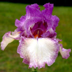 Chance Encounter - tall bearded Iris