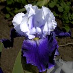 Change of Millennium - tall bearded Iris