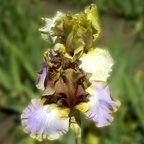 Change Your Ways - fragrant tall bearded Iris