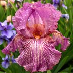 Changing Winds - tall bearded Iris