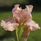 Chanted - SDB Standard Dwarf Bearded