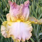 Chantilly Lace - fragrant tall bearded Iris