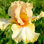 Chariots of Fire - tall bearded Iris