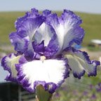 Charleston - tall bearded Iris