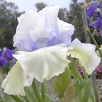 Charlie's Cloud - fragrant tall bearded Iris