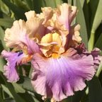 Chasing Rainbows - tall bearded Iris