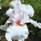 Chaste Pearl - fragrant Border bearded Iris