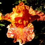 Cheetah Cheese - fragrant tall bearded Iris