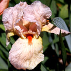 Cherie - tall bearded Iris