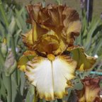 Cherokee Heritage - tall bearded Iris