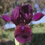 Cherry Garden - SDB Standard Dwarf Bearded